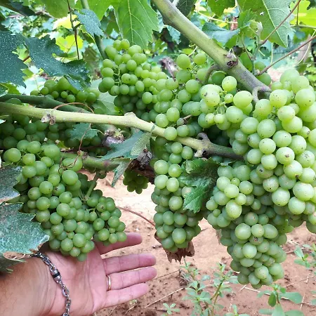 Masseria Salentina Costarella شقة فندقية *