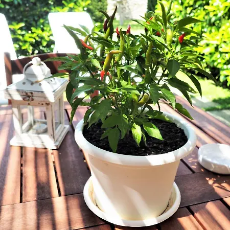 Masseria Salentina Costarella * بورغوني